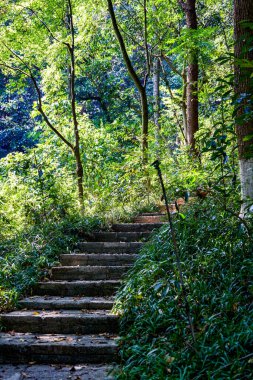 Botanik bahçesindeki orman yolu ortamı