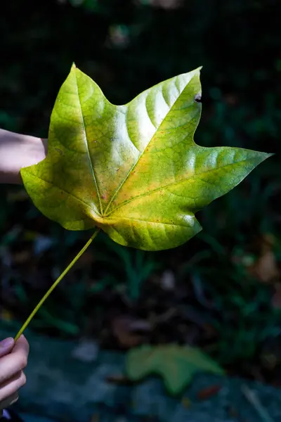 Man Holding Big Tree Leaf Sun — Stock Photo, Image