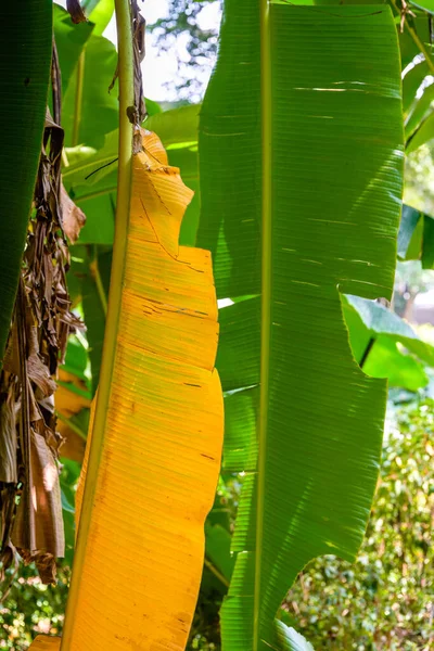 植物园里干枯的黄香蕉叶 — 图库照片