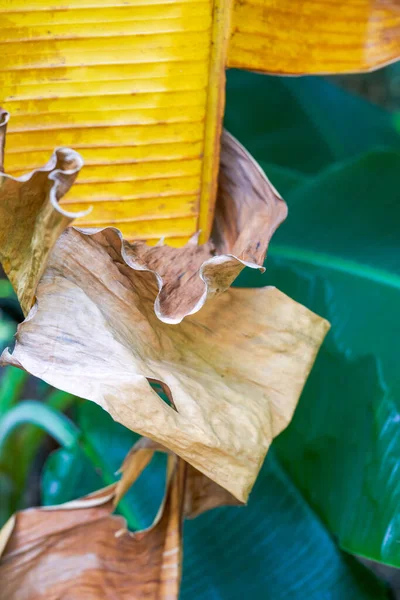 Folhas Banana Secas Amarelas Jardim Botânico — Fotografia de Stock