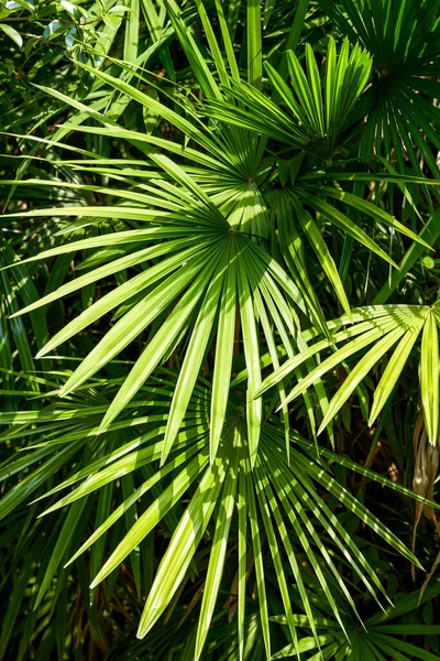 Fechar Folhas Palmeira Jardim Botânico Tropical — Fotografia de Stock