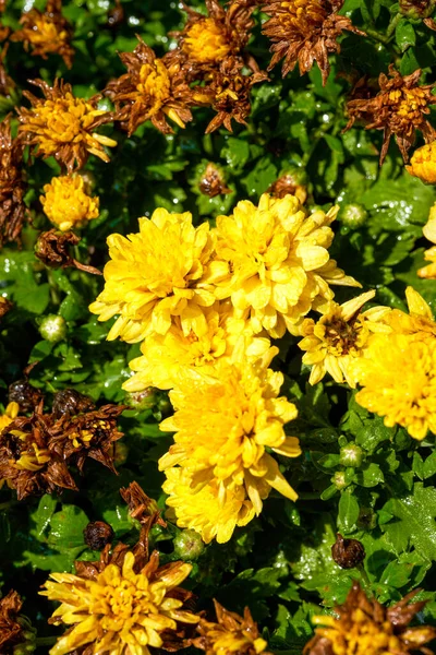 Крупный План Цветущей Жёлтой Хризантемы Саду — стоковое фото