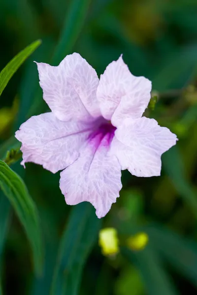 Närbild Blommande Lila Blå Gräs Blomma — Stockfoto
