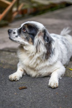 Sevimli siyah beyaz melez bir köpek.