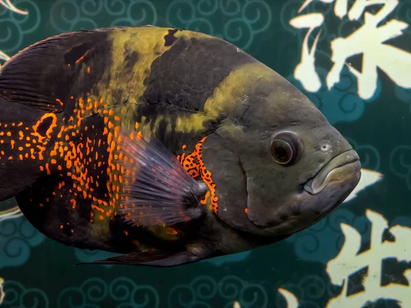 Großaufnahme Eines Großen Roten Und Schwarzen Papageienfisches Der Einem Fischbecken — Stockfoto