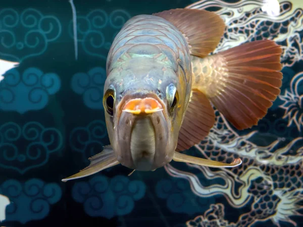 Gros Plan Une Grande Arowana Élevée Dans Aquarium Traduction Dragon — Photo