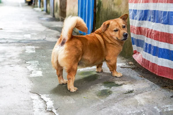 Cute Yellow Corgi Crossbreed Dog — Stock Photo, Image