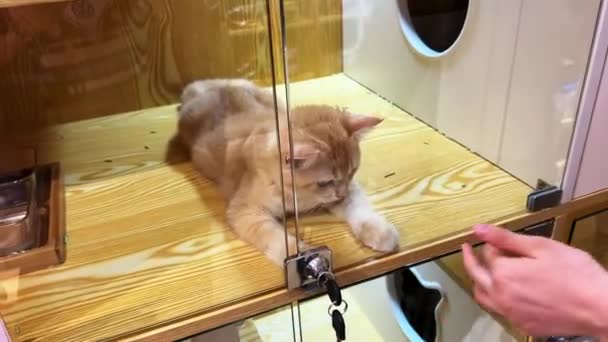 Cute Golden Gradient British Shorthair Pet Cat Pet Shop — Stock Video