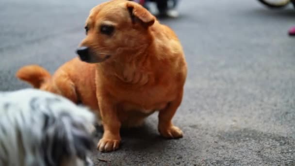 Primer Plano Lindo Perro Raza Cruzada Corgi Amarillo — Vídeos de Stock
