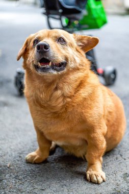 Şirin sarı Corgi melez bir köpek.