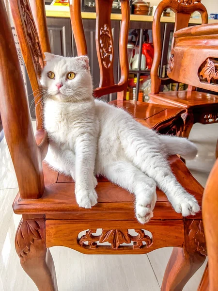 Sedící Roztomilý Bílý Britský Krátkosrstý Kočka — Stock fotografie