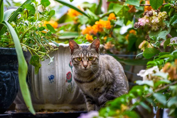 Šedě Pruhovaná Čínská Idylická Kočka Dřepící Mezi Rostlinami Zahradě — Stock fotografie
