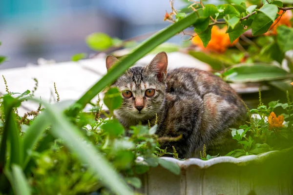A gray-striped Chinese idyllic cat squatting among plants in the garden