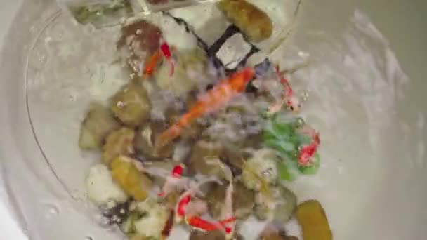 Koi Goldfish Raised Fish Tank Eating Feed — Video