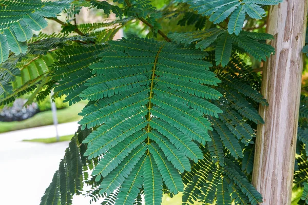 Close Leaves Lush Mimosa — Photo