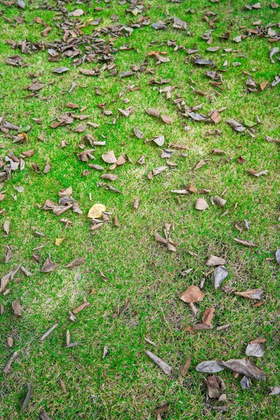 Meadow Covered Yellow Leaves — Foto Stock