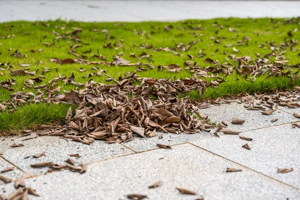 Pile Fallen Leaves Edge Grass Walk Park — Stockfoto