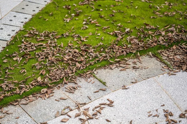 Pile Fallen Leaves Edge Grass Walk Park — Stockfoto