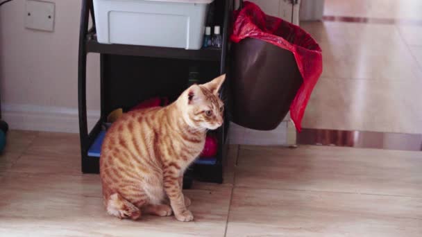 Oranžová Čínská Pastorální Kočka Poflakuje Doma — Stock video