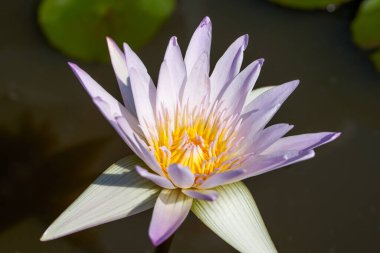 Çiçekli bir nilüfer çiçeğinin yakın çekimi.