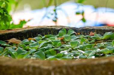 Etrofik yeşil bitkiler, yosunlar ve bir tankın içinde yüzerler.