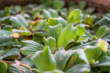 Etrofik yeşil bitkiler, yosunlar ve bir tankın içinde yüzerler.