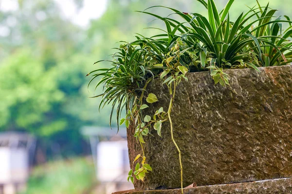 在公园的大型石罐中种植的绿色植物的特写 — 图库照片