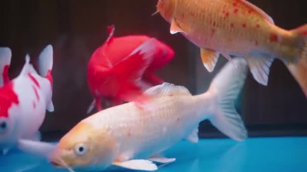 Akvaryumda Yetişmiş Çeşitli Renklerde Büyük Bir Koi Balığı — Stok video