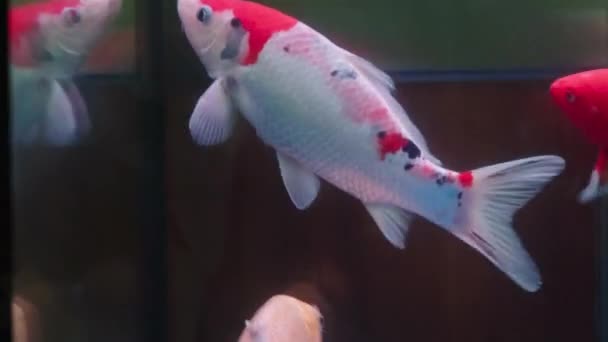 Akvaryumda Yetişmiş Çeşitli Renklerde Büyük Bir Koi Balığı — Stok video