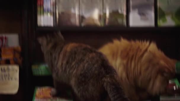 Detailní Záběr Roztomilé Dlouhosrsté Zlaté Garfield Kočka — Stock video