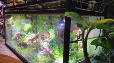 Soğuk kanlı sürüngenler için ot tanklarının çevresi ve yerleşimi