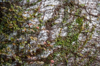 Kuru sarmaşıklarla kaplı bir binanın cephesi.