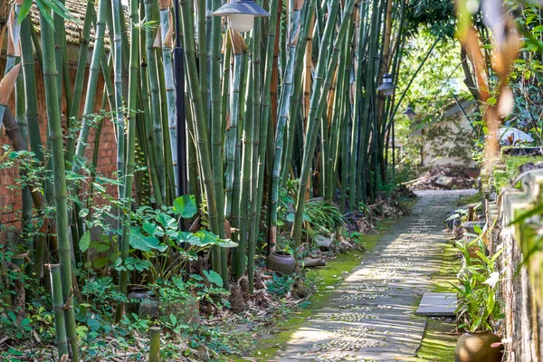 Лісова Стежка Парку Бамбуковими Глиняними Горщиками — стокове фото