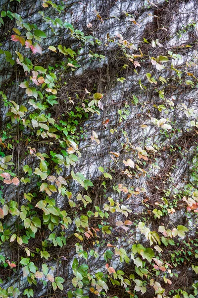 Gevel Van Een Gebouw Bedekt Met Droge Klimplanten — Stockfoto