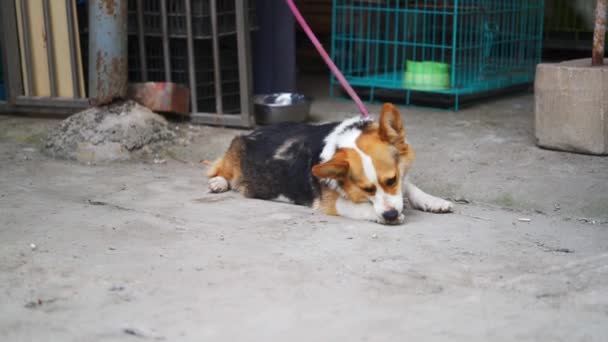 Fattig Corgi Med Dåliga Levnadsvillkor — Stockvideo