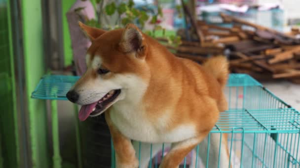 Shiba Inu Animado Lindo Una Tienda Mascotas — Vídeo de stock