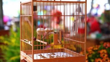 Ahşap kafeste canlı bir kuş.