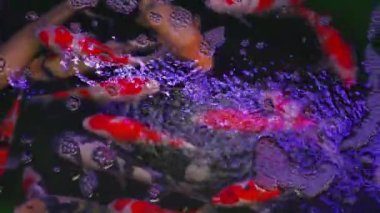 Profesyonel balık havuzlarında yetişen çeşitli renkler ve koi türleri.