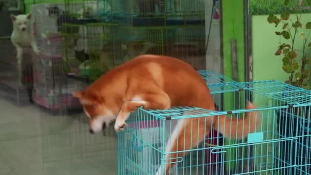 Shiba Inu Animado Lindo Una Tienda Mascotas — Vídeo de stock