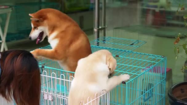 Ένα Ζωντανό Και Χαριτωμένο Shiba Inu Ένα Κατάστημα Κατοικίδιων Ζώων — Αρχείο Βίντεο