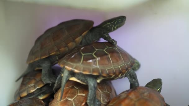 Group Small Turtles Sale Flower Bird Market — Stock Video