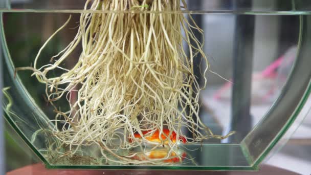 Piccolo Pesce Koi Viene Conservato Serbatoio Acqua Rizomi — Video Stock