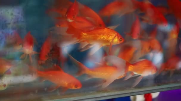 专业鱼塘养鱼的各种颜色和种类 — 图库视频影像