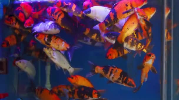 Profesyonel Balık Havuzlarında Yetişen Çeşitli Renkler Koi Türleri — Stok video