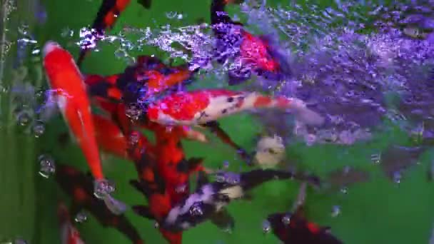 Berbagai Warna Dan Spesies Koi Dibesarkan Kolam Ikan Profesional — Stok Video