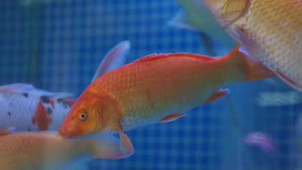 Différentes Couleurs Espèces Koï Élevés Dans Des Étangs Poissons Professionnels — Video