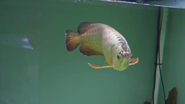 Gros Plan Une Arowana Élevage Dans Aquarium — Video