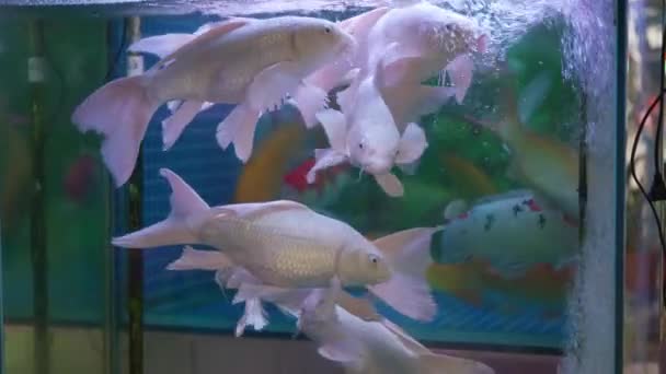 市场上的一个鱼缸里养着银白色的凤尾鱼 — 图库视频影像