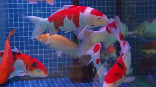 专业鱼塘养鱼的各种颜色和种类 — 图库视频影像