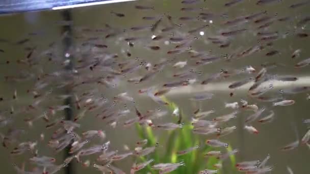 Manadas Pequeños Peces Río Que Venden Mercado Flores Aves Pescado — Vídeo de stock